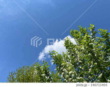 Low angle view looking up through fresh green spring tree canopy into bright blue sky with clouds Low angle view looking up through fresh green spring tree canopy into bright blue sky with clouds 140711405