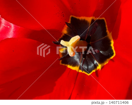 Extreme macro close-up of vivid red tulip flower interior with dark center and yellow stamen Extreme macro close-up of vivid red tulip flower interior with dark center and yellow stamen 140711406