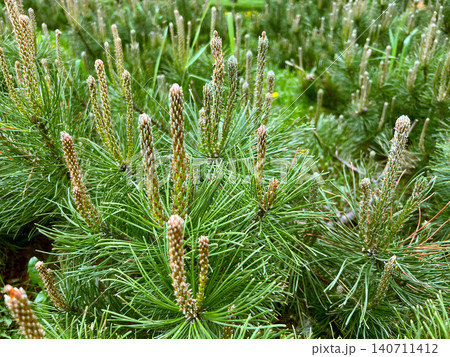 Closeup of young pine trees with fresh spring growth and elongated new shoots in green forest 140711412