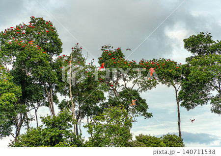 Scarlet ibis flying back home to their sleeping place, Revoada dos guaras on the Delta of the Parnaiba River in Brazil Scarlet ibis flying back home to their sleeping place, Revoada dos guaras on the Delta of the Parnaiba River in Brazil 140711538
