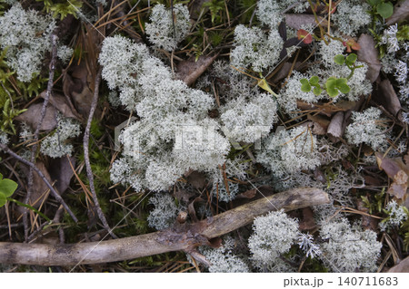 Spongy Lichen Tufts and Weathered Branch on Forest Floor 140711683