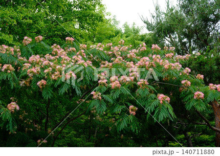 Pink silk tree blossoms with green foliage in summer 140711880
