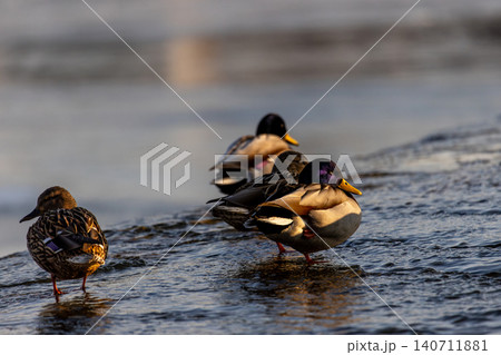 Mallard ducks standing in shallow river water during winter sunset. Group of wild waterfowl resting near ice edge at golden hour, beautiful close-up of feathers, winter wildlife photography. 140711881