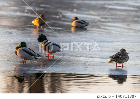 Mallard ducks standing on a frozen lake ice during winter sunset. Group of wild ducks on slippery ice surface near open water, golden hour lighting on feathers, winter wildlife photography. Mallard ducks standing on a frozen lake ice during winter sunset. Group of wild ducks on slippery ice surface near open water, golden hour lighting on feathers, winter wildlife photography. 140711887