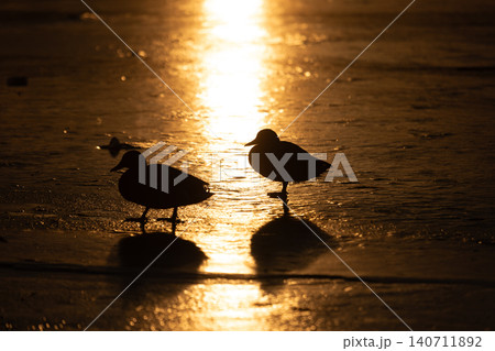Silhouettes of two ducks standing on a frozen lake ice at sunset. Golden hour reflection on winter pond surface, wild birds silhouette against bright setting sun light, dramatic scenic background. Silhouettes of two ducks standing on a frozen lake ice at sunset. Golden hour reflection on winter pond surface, wild birds silhouette against bright setting sun light, dramatic scenic background. 140711892
