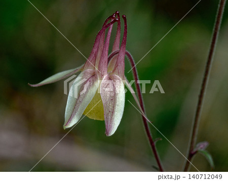 山地の草原に咲く多年草 キンポウゲ科キバナノヤマオダマキの花 山地の草原に咲く多年草 キンポウゲ科キバナノヤマオダマキの花 140712049