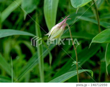山地の草原に咲く多年草 キンポウゲ科キバナノヤマオダマキの花 山地の草原に咲く多年草 キンポウゲ科キバナノヤマオダマキの花 140712050