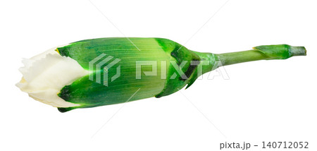 Unopened white carnation bud on a green stem, isolated background Unopened white carnation bud on a green stem, isolated background 140712052