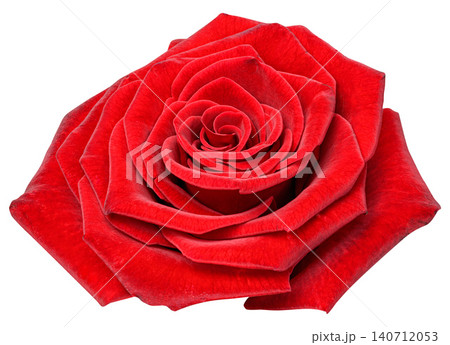 One open bud of a bright red rose with velvety petals in close-up One open bud of a bright red rose with velvety petals in close-up 140712053