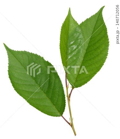 Green carved cherry leaf with distinct veins and serrated edge on isolated background Green carved cherry leaf with distinct veins and serrated edge on isolated background 140712056