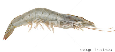Fresh raw tiger prawn with long whiskers on isolated background Fresh raw tiger prawn with long whiskers on isolated background 140712083