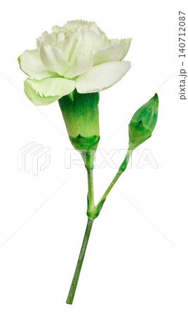 Light green double carnation flower with an unopened bud on a stem 140712087