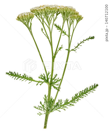 A branch of flowering yarrow with green leaves on isolated background, a medicinal meadow plant A branch of flowering yarrow with green leaves on isolated background, a medicinal meadow plant 140712100