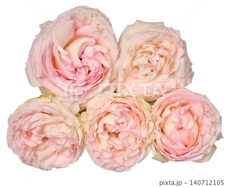 Lush, soft pink peony roses arranged in a neat arrangement against an isolated white background. Lush, soft pink peony roses arranged in a neat arrangement against an isolated white background. 140712105