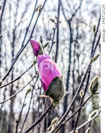 Pink Magnolia Flower Buds Emerging on Tree Branches During Early Spring Bloom Against Soft Sky Pink Magnolia Flower Buds Emerging on Tree Branches During Early Spring Bloom Against Soft Sky 140712124