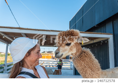 Moment of interaction between a human and an alpaca Moment of interaction between a human and an alpaca 140712578