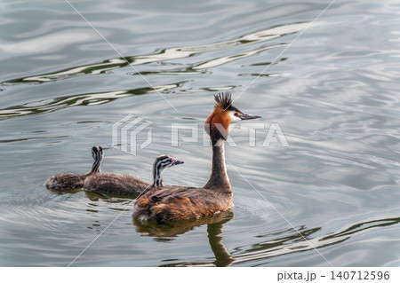 The waterfowl bird, great crested grebe with chick, swimming in the lake. The waterfowl bird, great crested grebe with chick, swimming in the lake. 140712596