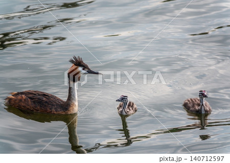 The waterfowl bird, great crested grebe with chick, swimming in the lake. The waterfowl bird, great crested grebe with chick, swimming in the lake. 140712597