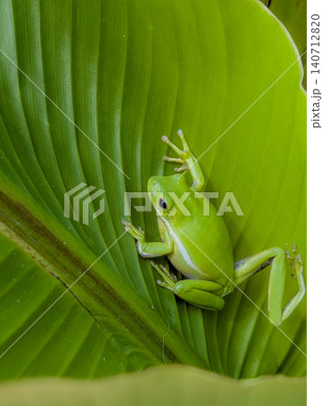 Bright Green Tree Frog Resting on Tropical Leaf Bright Green Tree Frog Resting on Tropical Leaf 140712820