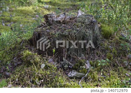Decaying Tree Stump on Forest Floor 140712970