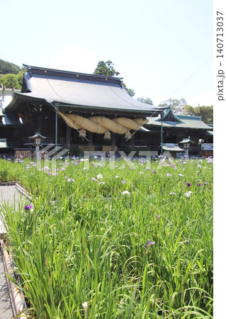 福津市の宮地嶽神社の本殿と花菖蒲 福津市の宮地嶽神社の本殿と花菖蒲 140713037