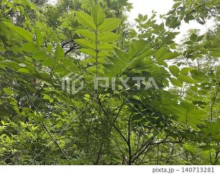 初夏の森で実り始めたヤマウルシ 初夏の森で実り始めたヤマウルシ 140713281
