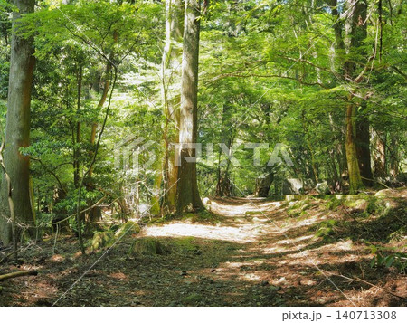 静岡県 新緑に包まれた踊子歩道 5月 静岡県 新緑に包まれた踊子歩道 5月 140713308