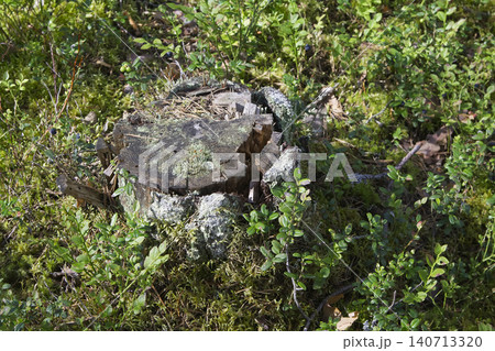Decaying Tree Stump in Blueberry Patch Decaying Tree Stump in Blueberry Patch 140713320