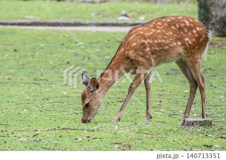 草を食む鹿 奈良公園 草を食む鹿 奈良公園 140713351