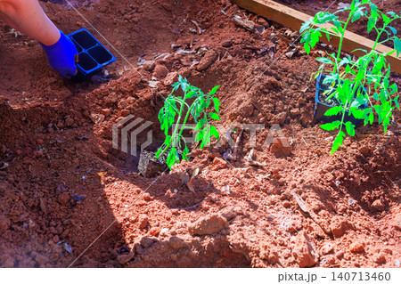 Farmer with gloved hand is planting tomato seedlings in brown soil on sunny day at garden. Farmer with gloved hand is planting tomato seedlings in brown soil on sunny day at garden. 140713460
