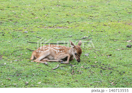 草の上にすわり寛ぐ子鹿 奈良公園 草の上にすわり寛ぐ子鹿 奈良公園 140713555