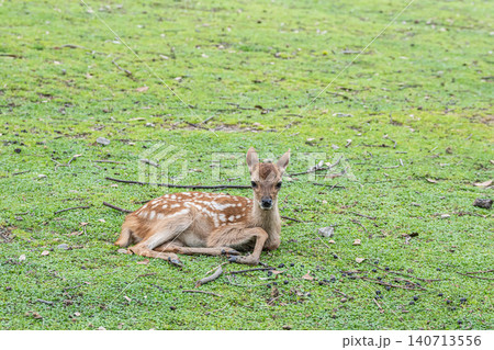 草の上にすわり寛ぐ子鹿 奈良公園 草の上にすわり寛ぐ子鹿 奈良公園 140713556