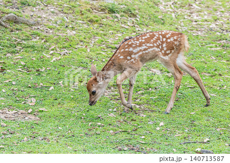 子鹿 奈良公園 子鹿 奈良公園 140713587