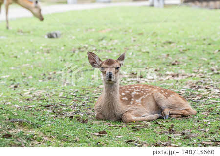 子鹿　奈良公園　 140713660