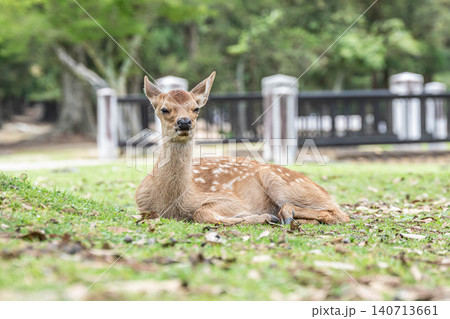 子鹿　奈良公園　 140713661