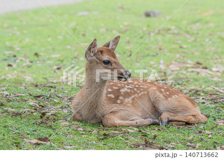 子鹿　奈良公園　 140713662