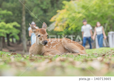 子鹿 奈良公園 子鹿 奈良公園 140713665