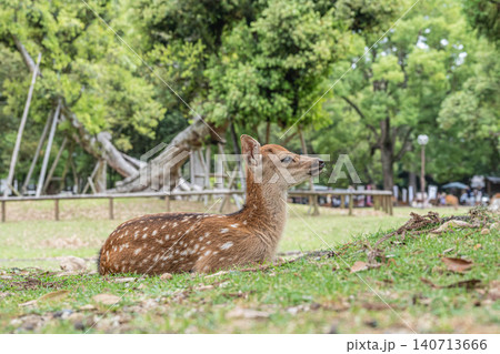 子鹿 奈良公園 子鹿 奈良公園 140713666