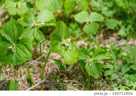 新緑の森に咲くエンレイソウの野生の花。春の林床の自然風景。 新緑の森に咲くエンレイソウの野生の花。春の林床の自然風景。 140713808
