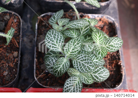 Fittonia plant on nursery for sell are cash crops Fittonia plant on nursery for sell are cash crops 140714014