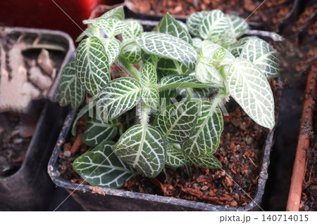 Fittonia plant on nursery for sell are cash crops 140714015