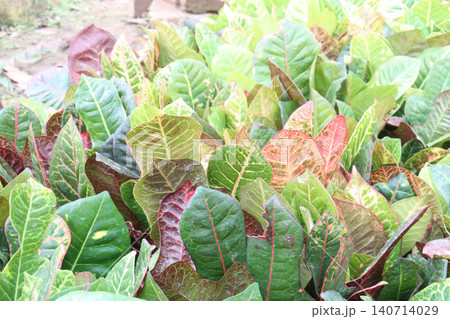 Garden croton tree plant on farm Garden croton tree plant on farm 140714029
