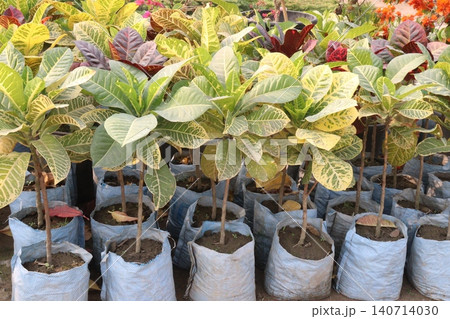 Garden croton tree plant on farm 140714030