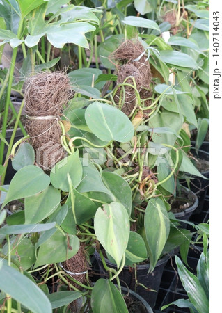 Heartleaf philodendron Plant on farm 140714043
