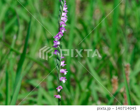 ラン科の多年草　ネジバナの開花 140714045
