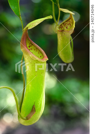 ウツボカズラ 食虫植物 ウツボカズラ 食虫植物 140714046