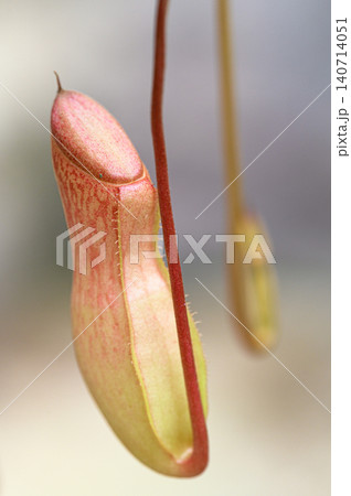 ウツボカズラ 食虫植物 ウツボカズラ 食虫植物 140714051
