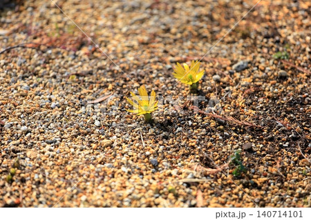 明るい 福寿草の花 明るい 福寿草の花 140714101