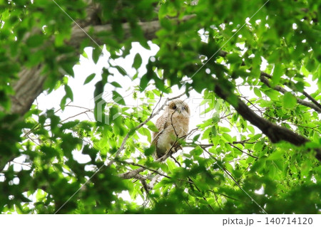 フクロウの幼鳥 140714120