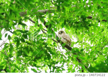フクロウの幼鳥 フクロウの幼鳥 140714122